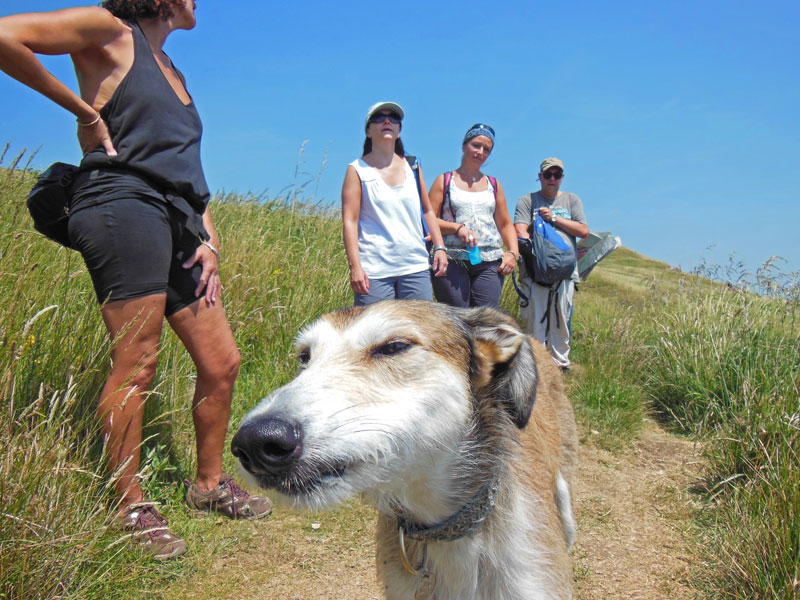 Guidance for dogs on Ramblers walks